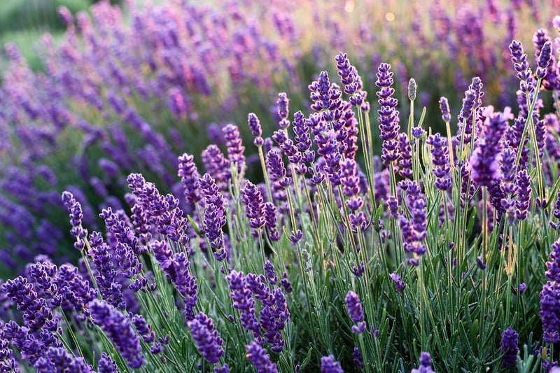 Aromatic Herb Gardens
