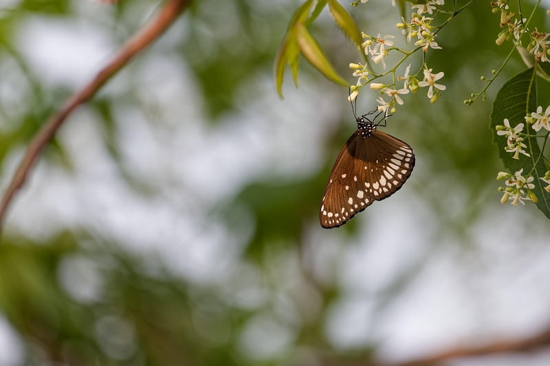 Pollinator-Friendly Gardens